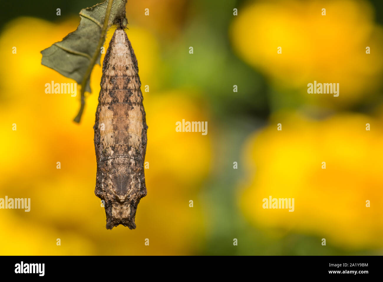 Eastern Tiger Swallowtail Chrysalis (Papilio glaucus) Banque D'Images