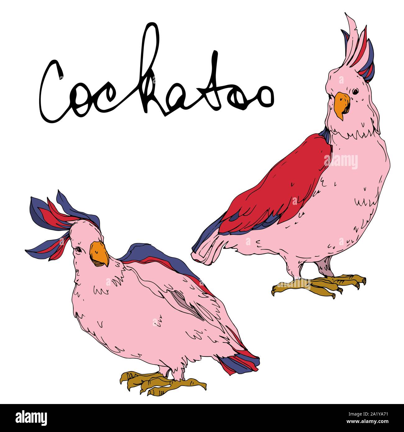 Sky Vector dans un cacatoès oiseau isolé de la faune. La liberté d ...