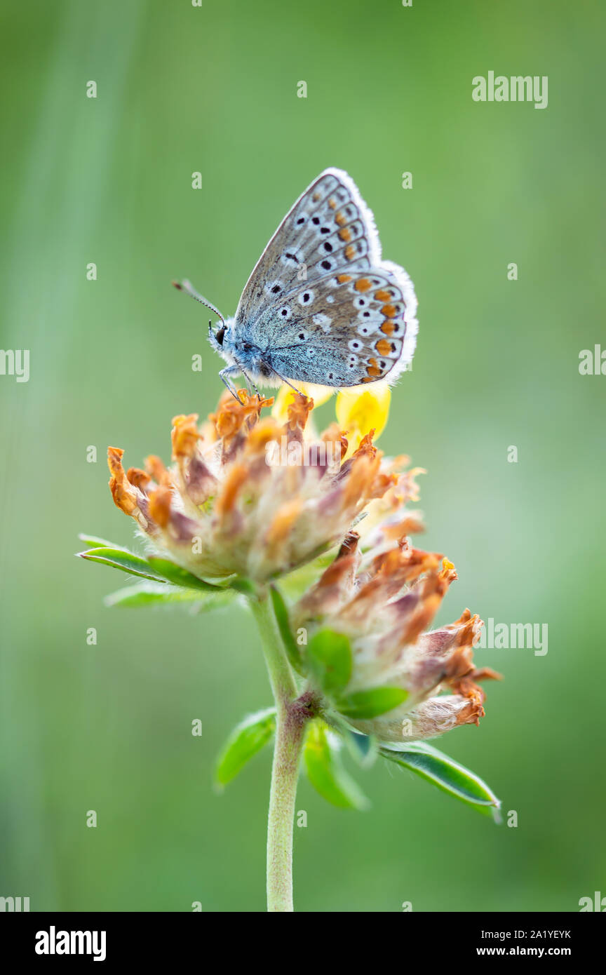 Papillon Bleu commun sur la vesce de rein Banque D'Images