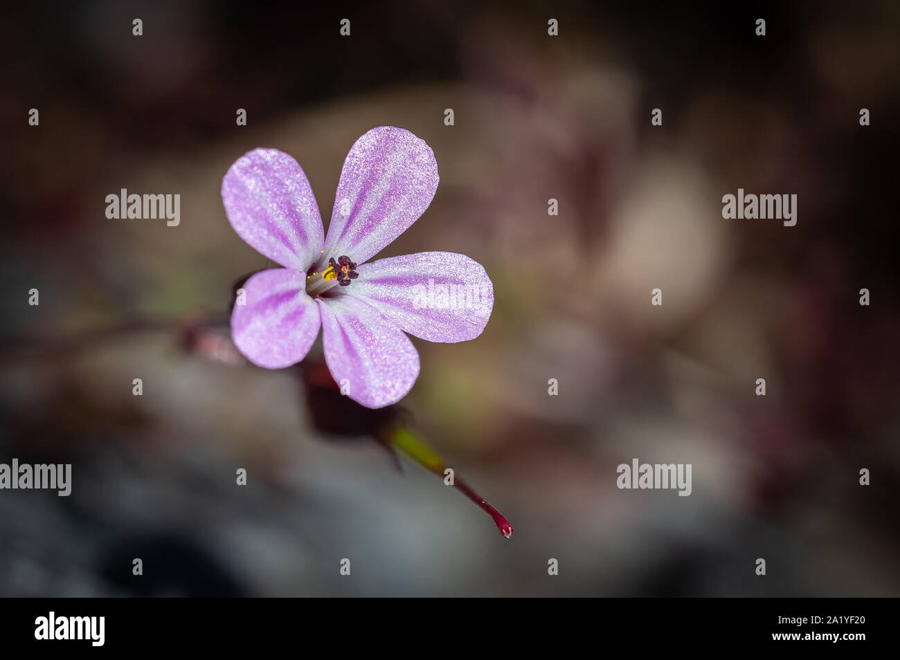 Petite fleur rose Banque D'Images