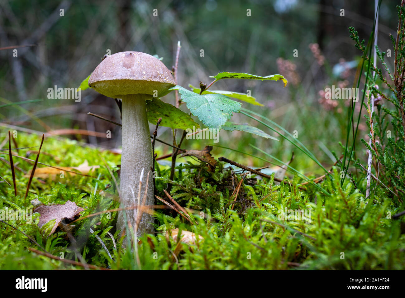 En champignons cosaque une forêt de conifères. La végétation dans les forêts de l'Europe centrale. Saison d'automne. Banque D'Images