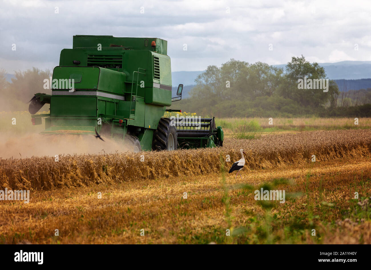Moissonneuse-batteuse, récolte de la machine de l'agriculture champ de blé mûr d'or Banque D'Images