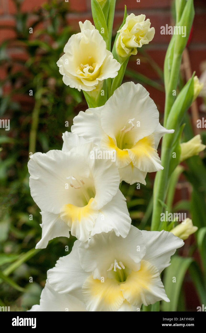 A proximité de grandes fleurs jaune et blanc de glaïeul Break O'Dawn montrant la stigmatisation et les étamines Banque D'Images