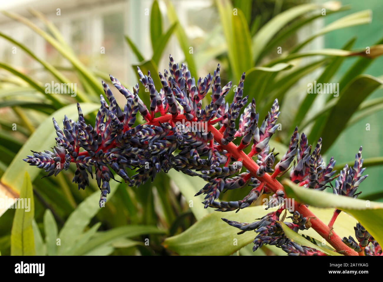Les tiges de fleurs de l'Aechmea Blue cultivar Tango, bromeliaceae broméliacées Banque D'Images
