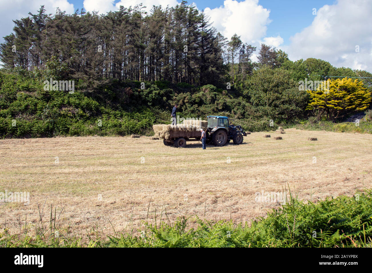 Apporter le foin Banque D'Images
