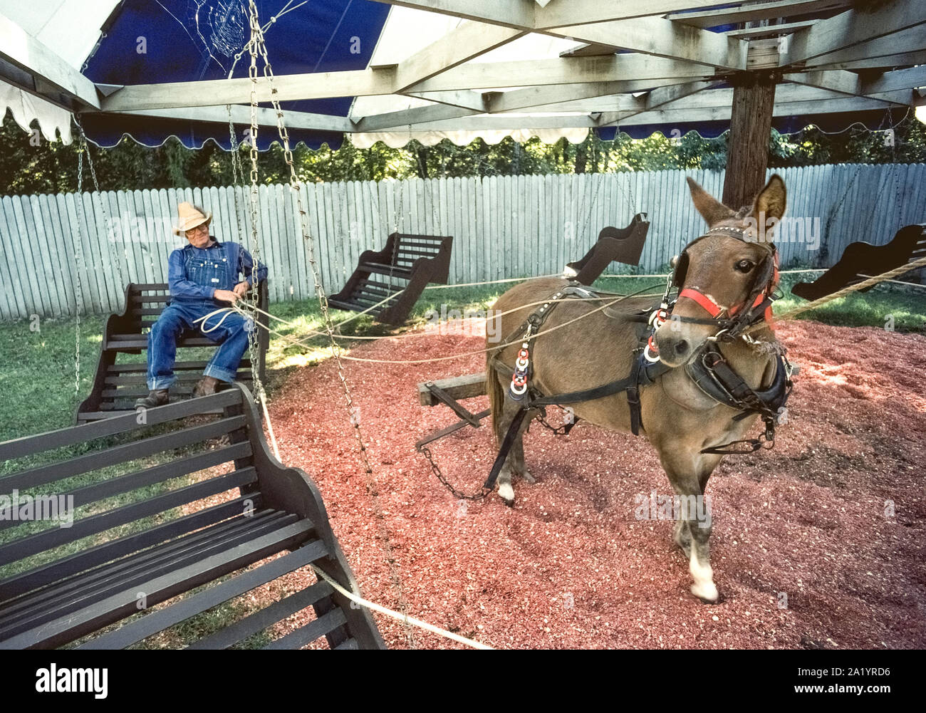 Un mulet et son vieux port maître salopette bleue et un chapeau de paille d'attendre pour les cavaliers sur l'ancienne aire de pique-nique, un animal Swing-tiré merry-go-round bidule à partir d'un siècle qui est unique au centre folklorique d'Ozark, une histoire vivante state park à Mountain View, Arkansas, USA. La mule est attelé par un harnais à un bras qui tire les chaises en bois dans un lent cercle, un manège préféré aujourd'hui pour les enfants au parc qui est consacré à la préservation de l'Ozarks du patrimoine culturel et des traditions. Le trajet historique a été à l'origine connu au début des années 1900 comme un ''courtin' swing.' Banque D'Images