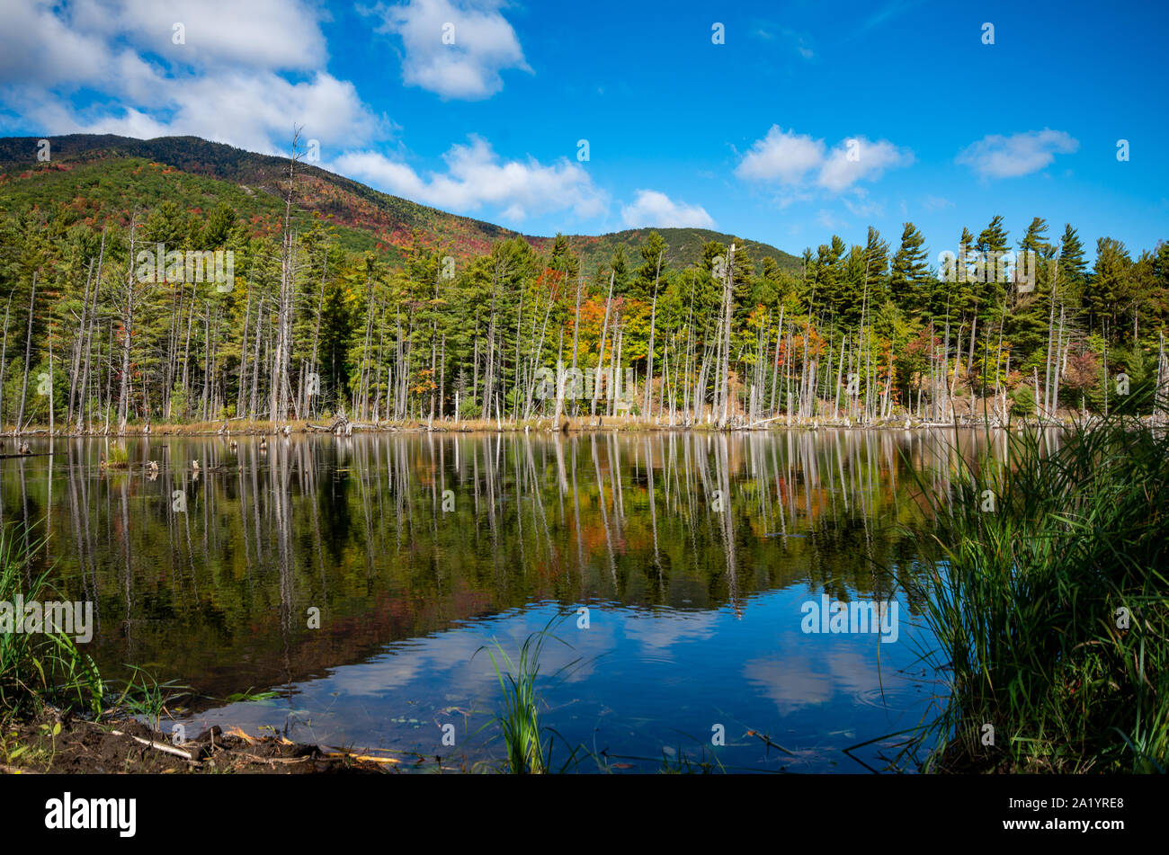 Feuillage d'automne dans les Adirondacks le long de la piste du canal de Wilmington Banque D'Images