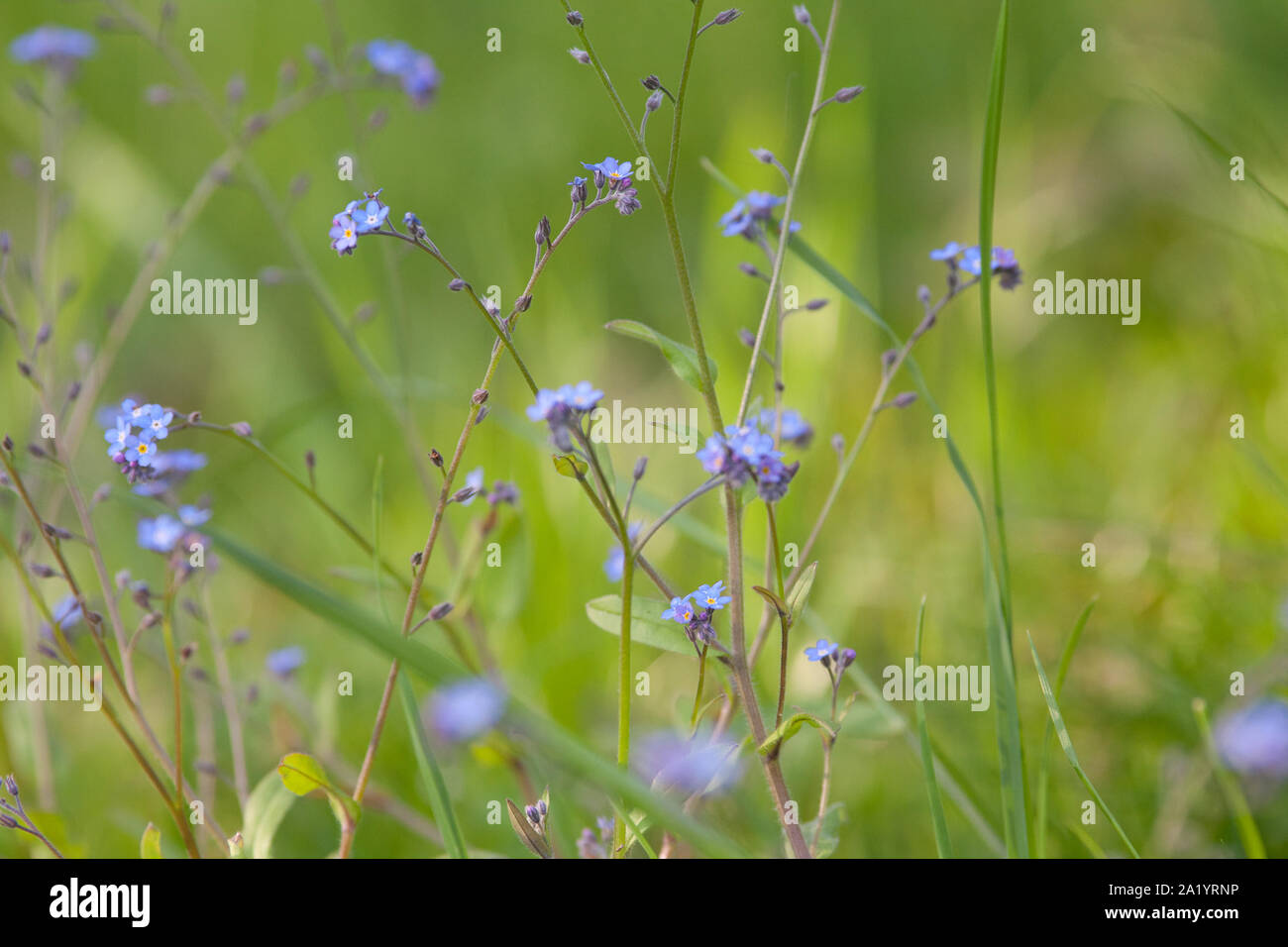 Field Forget Me Not (Myosotis arvensis) Banque D'Images