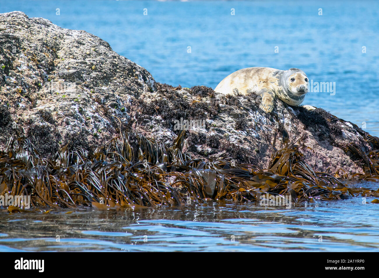 Joint sur Baltimore Sea Safari Banque D'Images