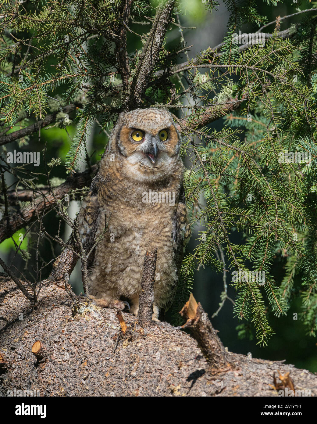Grand-duc d'Amérique jeune en Alaska Banque D'Images