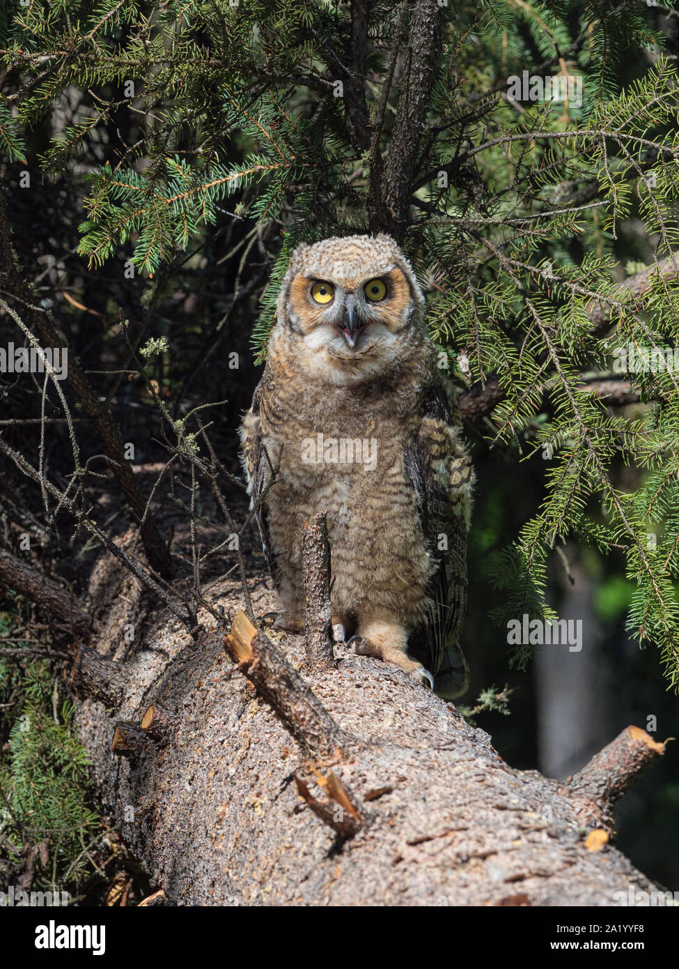 Grand-duc d'Amérique jeune en Alaska Banque D'Images