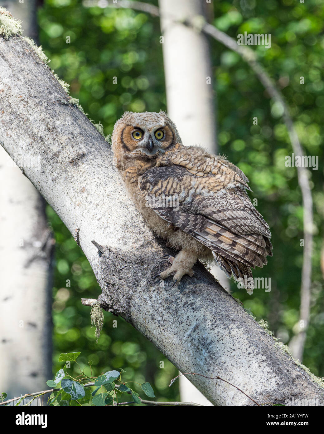 Grand-duc d'Amérique jeune en Alaska Banque D'Images