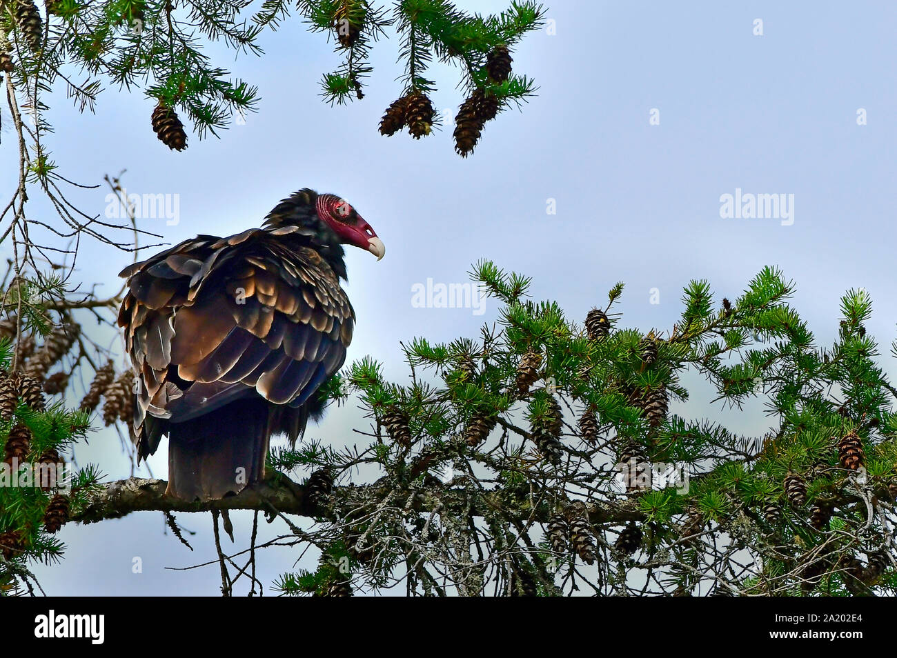 Un Urubu à tête rouge (Cathartes aura), perché sur une branche d'arbre le long de la côte de l'île de Vancouver en Colombie-Britannique au Canada. Banque D'Images