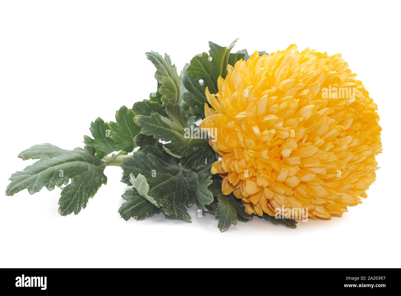 Fleur de chrysanthème isolé sur fond blanc Banque D'Images