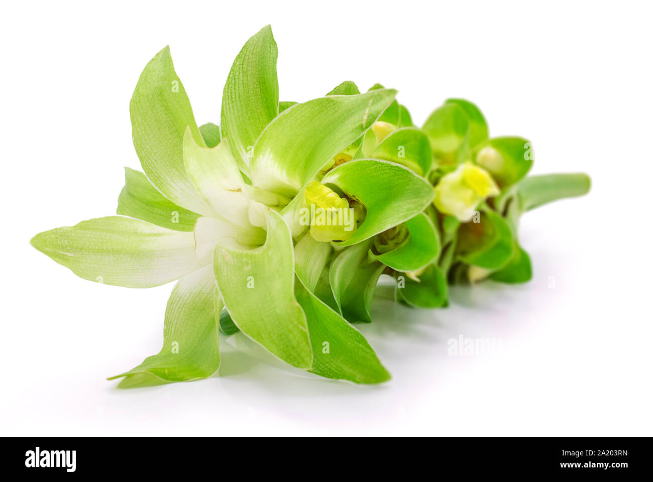 Fleur de curcuma isolé sur fond blanc Banque D'Images