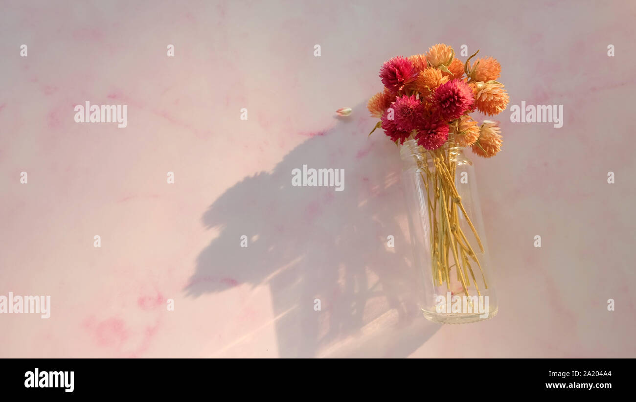 Un bouquet de fleurs séchées de couleur amarante globe dans une bouteille en verre, sur fond rose, avec l'espace vide sur la gauche. Banque D'Images