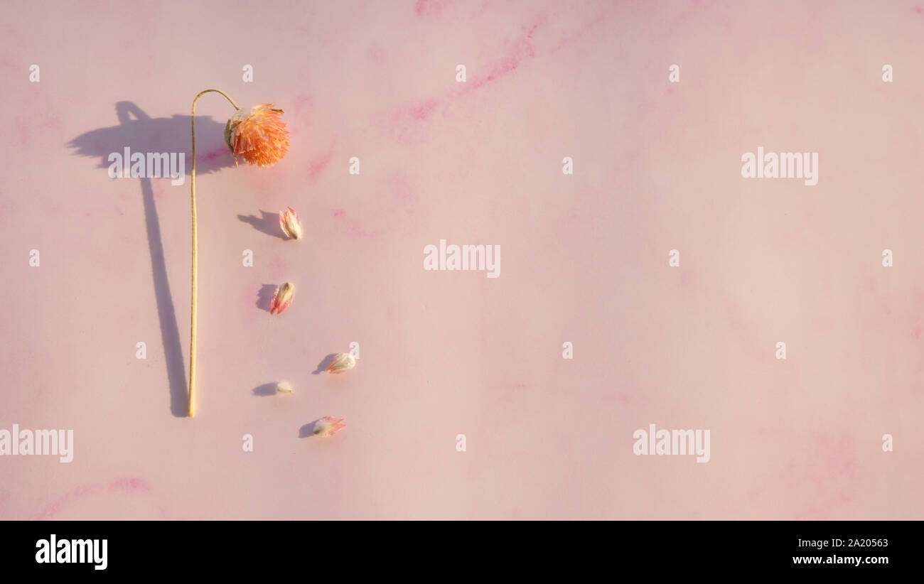 Pétales tomber à partir du chef d'une fleur flétrie fleur séchée globe amarante. Banque D'Images Pétales tomber à partir du chef d'une fleur flétrie fleur séchée globe amarante. Banque D'Images