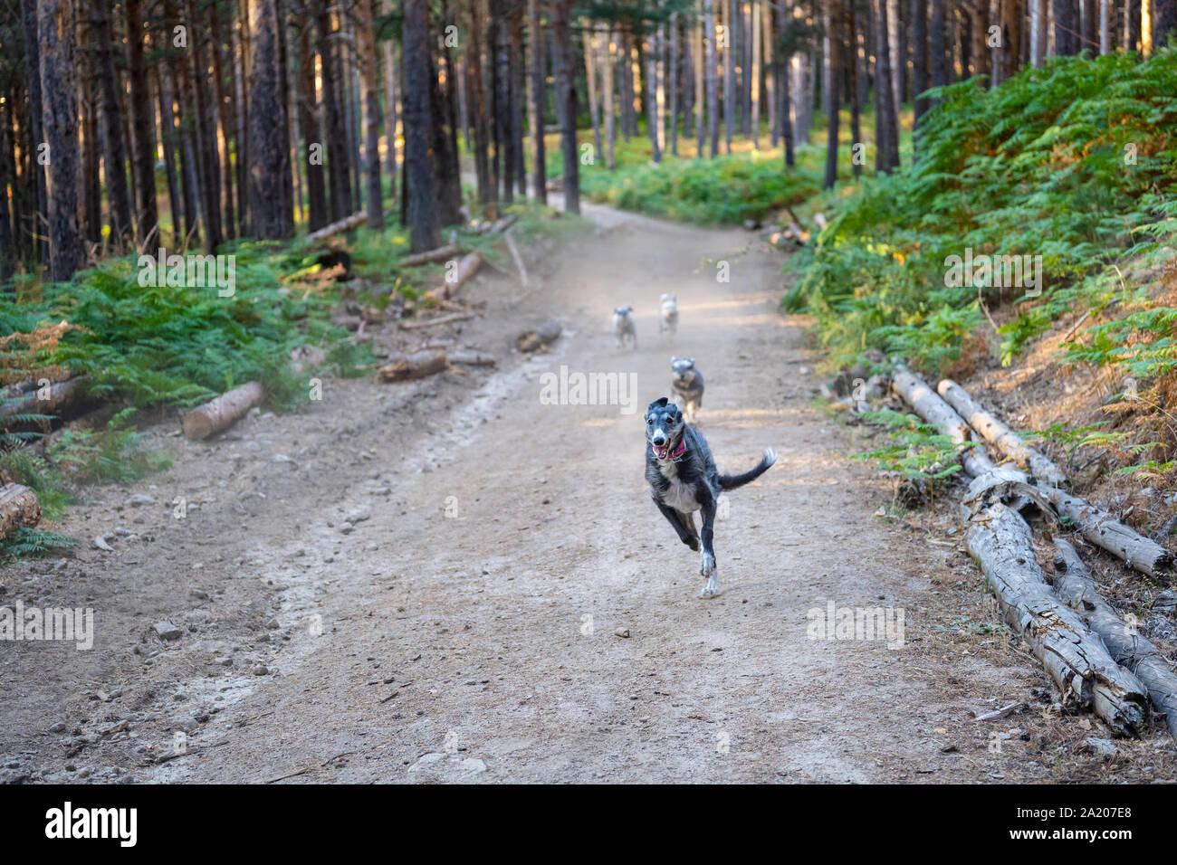 Chiens qui courent le long du chemin de la forêt de pins Banque D'Images