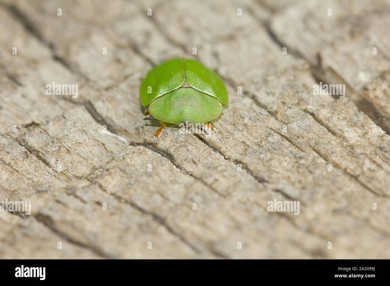 Green tortoise beetle Banque D'Images