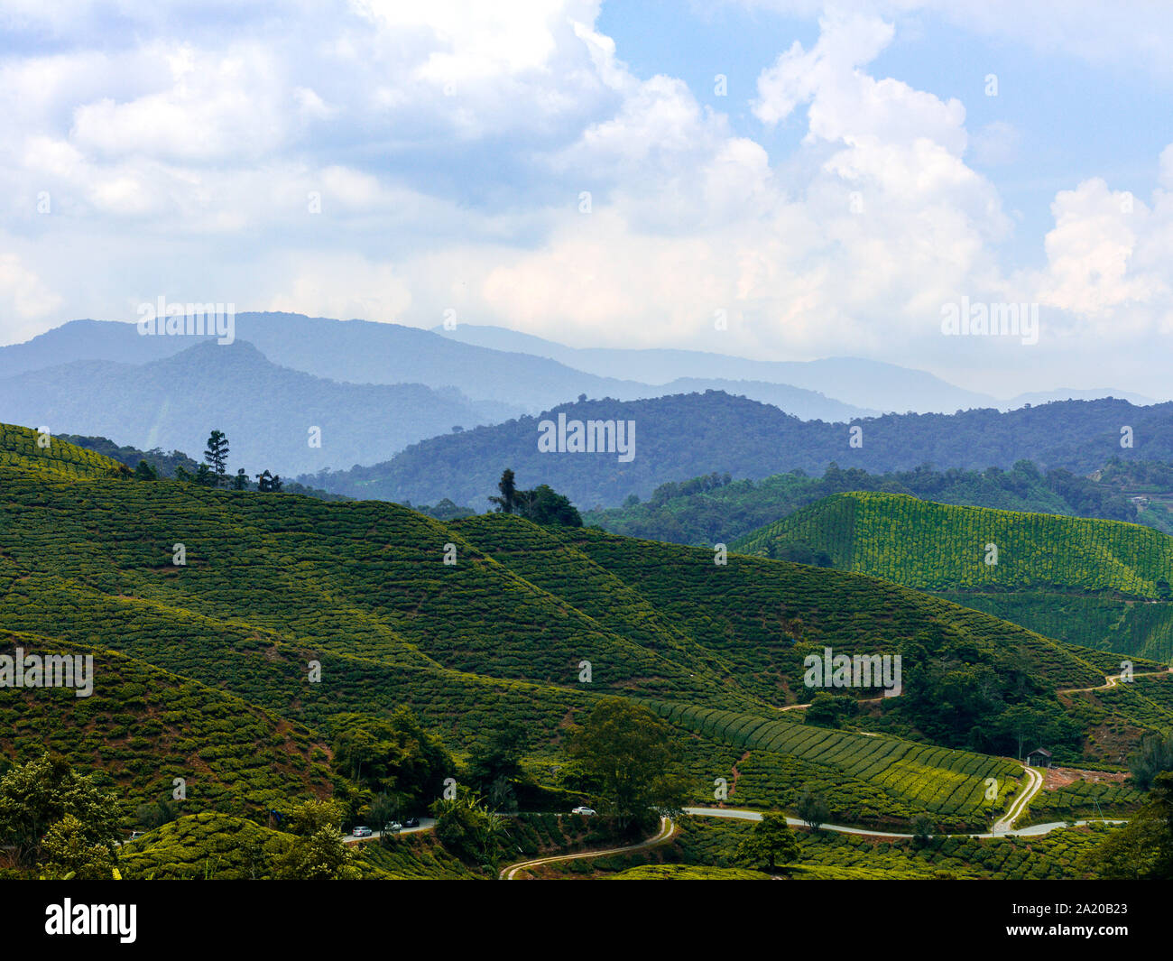 Vue de la ferme de Cameron highland Banque D'Images