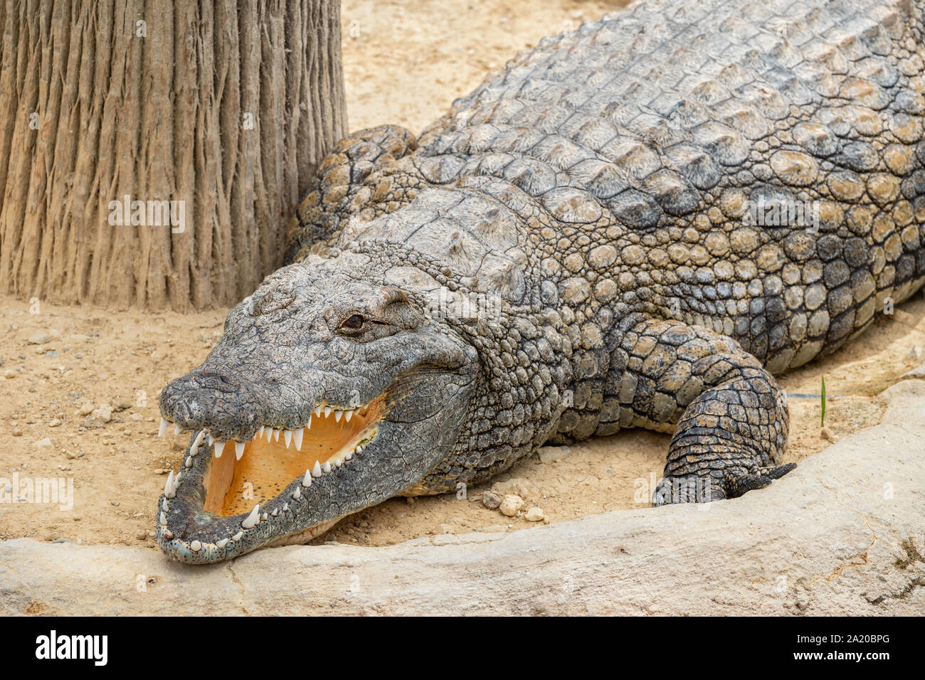 Grand crocodile du Nil (Crocodylus niloticus) reposant sur un sol en crocodile park Banque D'Images