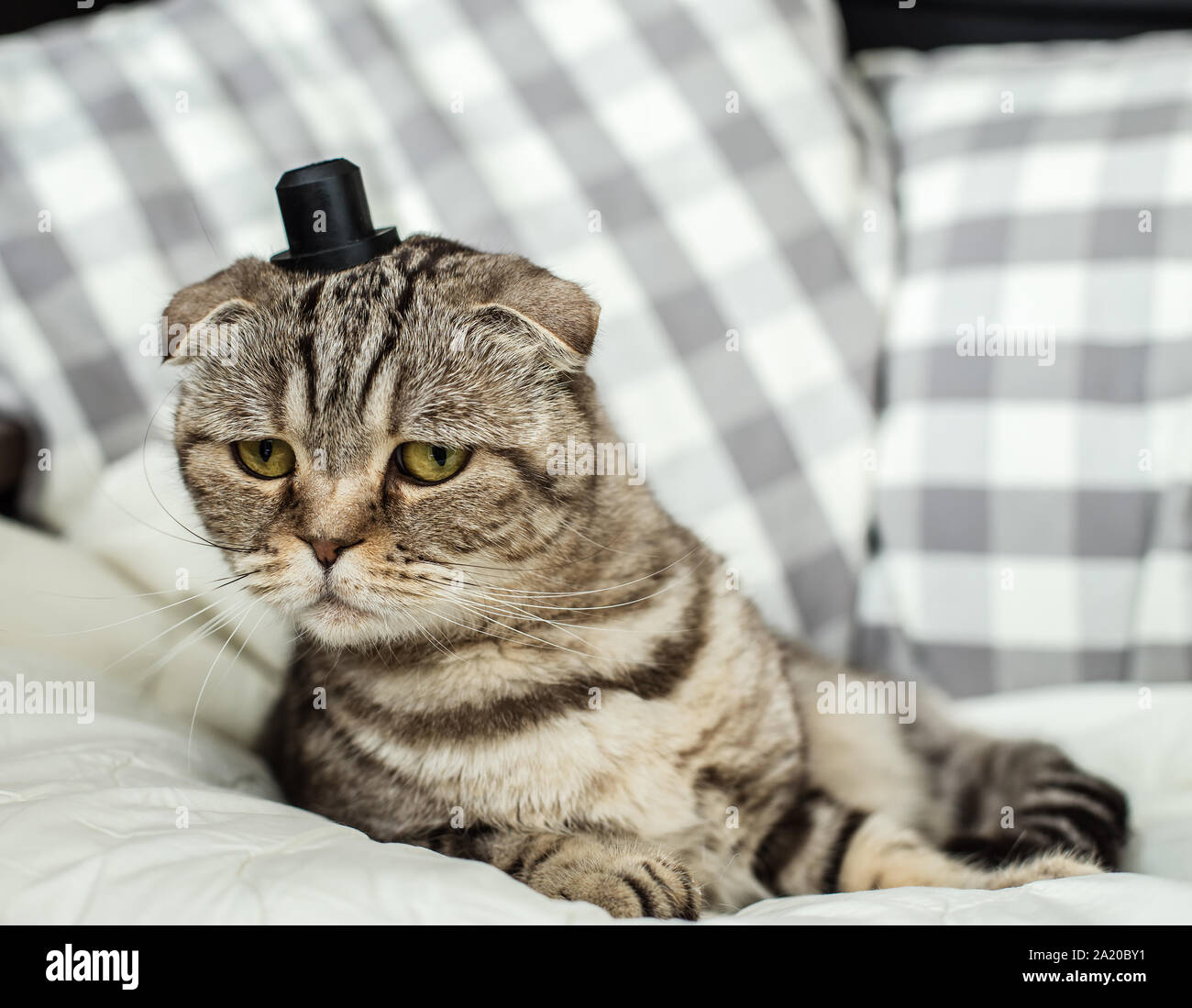 Surpris et très drôle Scottish Fold chat avec un chapeau sur la tête couché  sur couverture blanche Photo Stock - Alamy