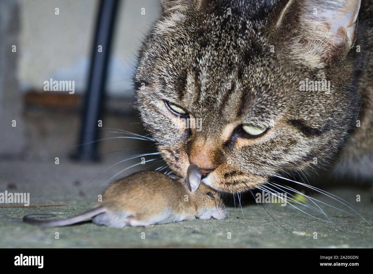 Un Chat Mange Sa Proie Est De Souris Sur Le Plancher De Beton Ctk Photo Libor Sojka Photo Stock Alamy