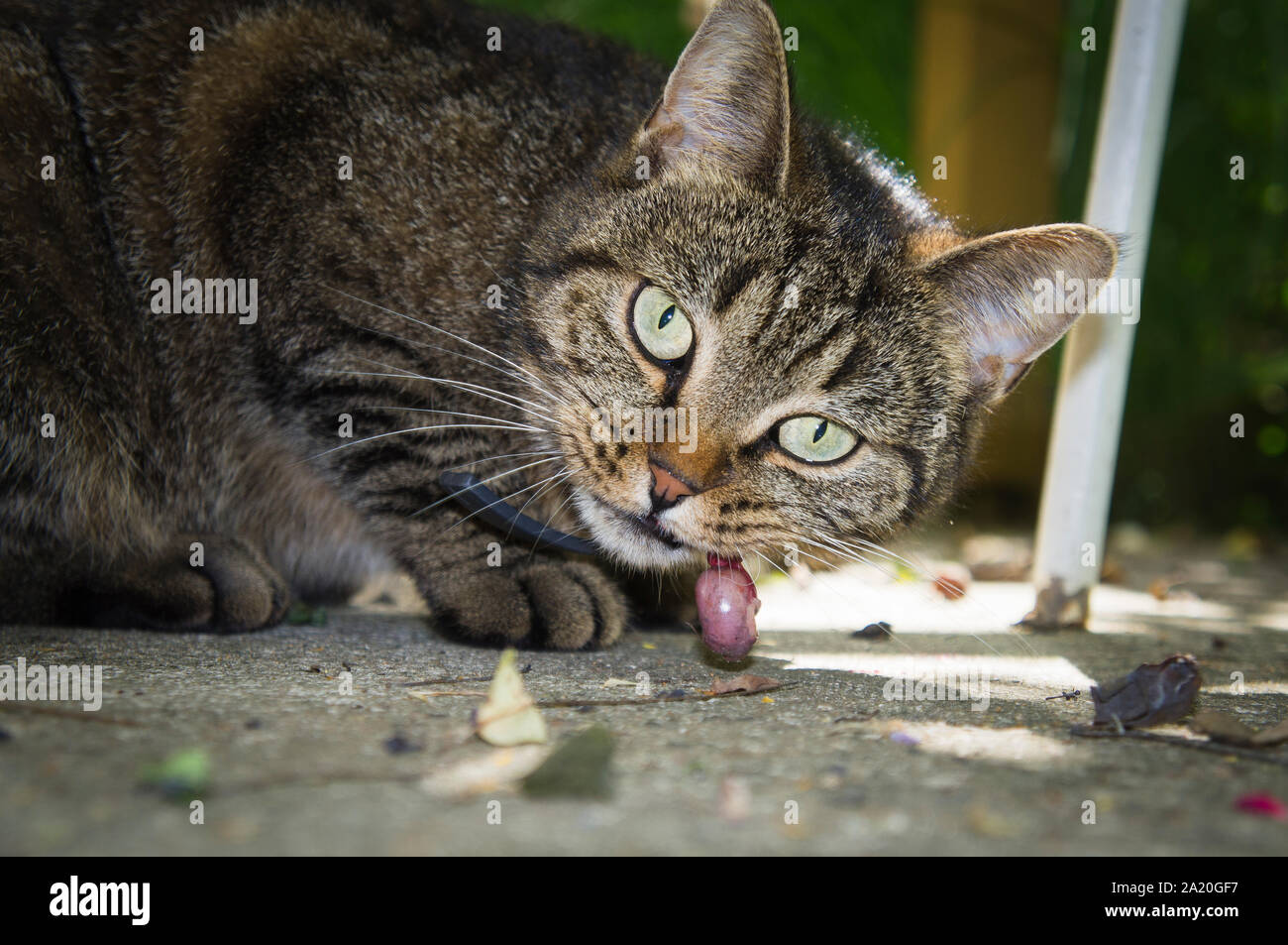 Un chat mange sa proie est de souris sur le plancher de béton. (CTK Photo/Libor Sojka) Banque D'Images