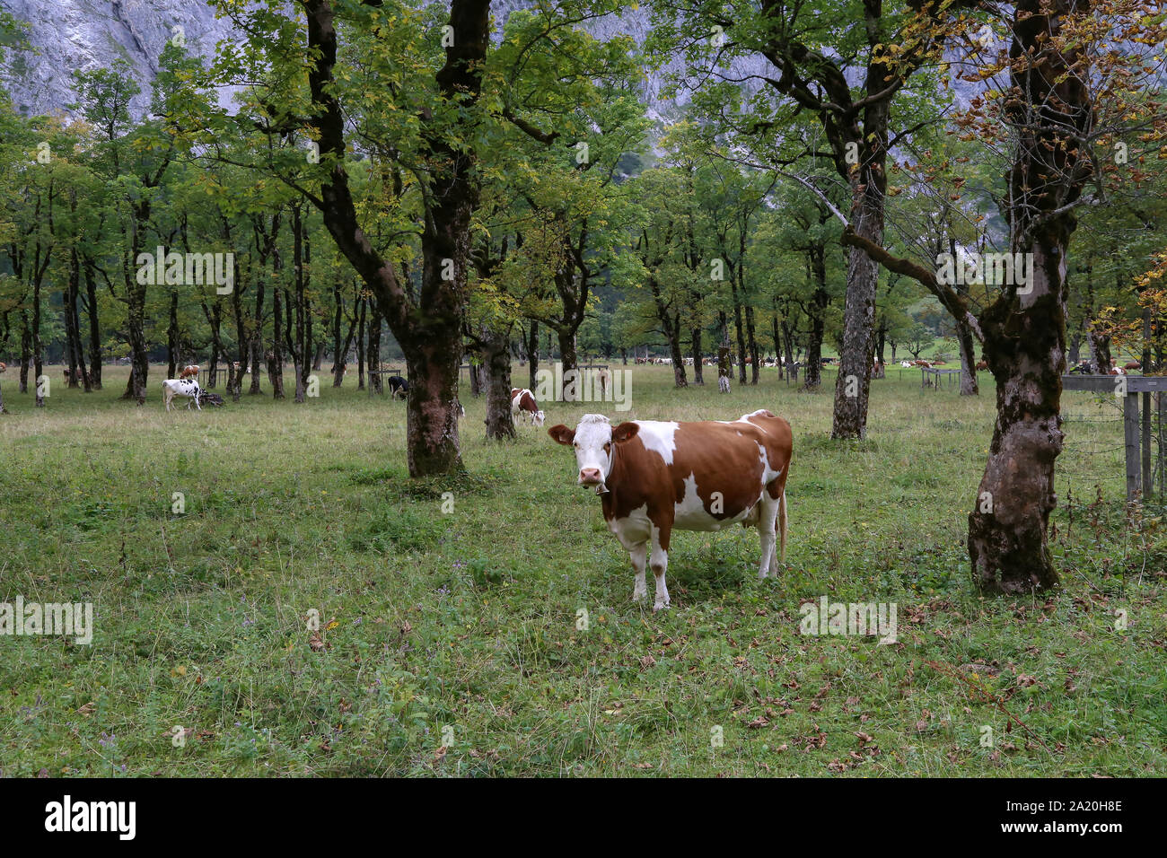 Les vaches broutent les prairies alpines vert haut dans les montagnes Banque D'Images