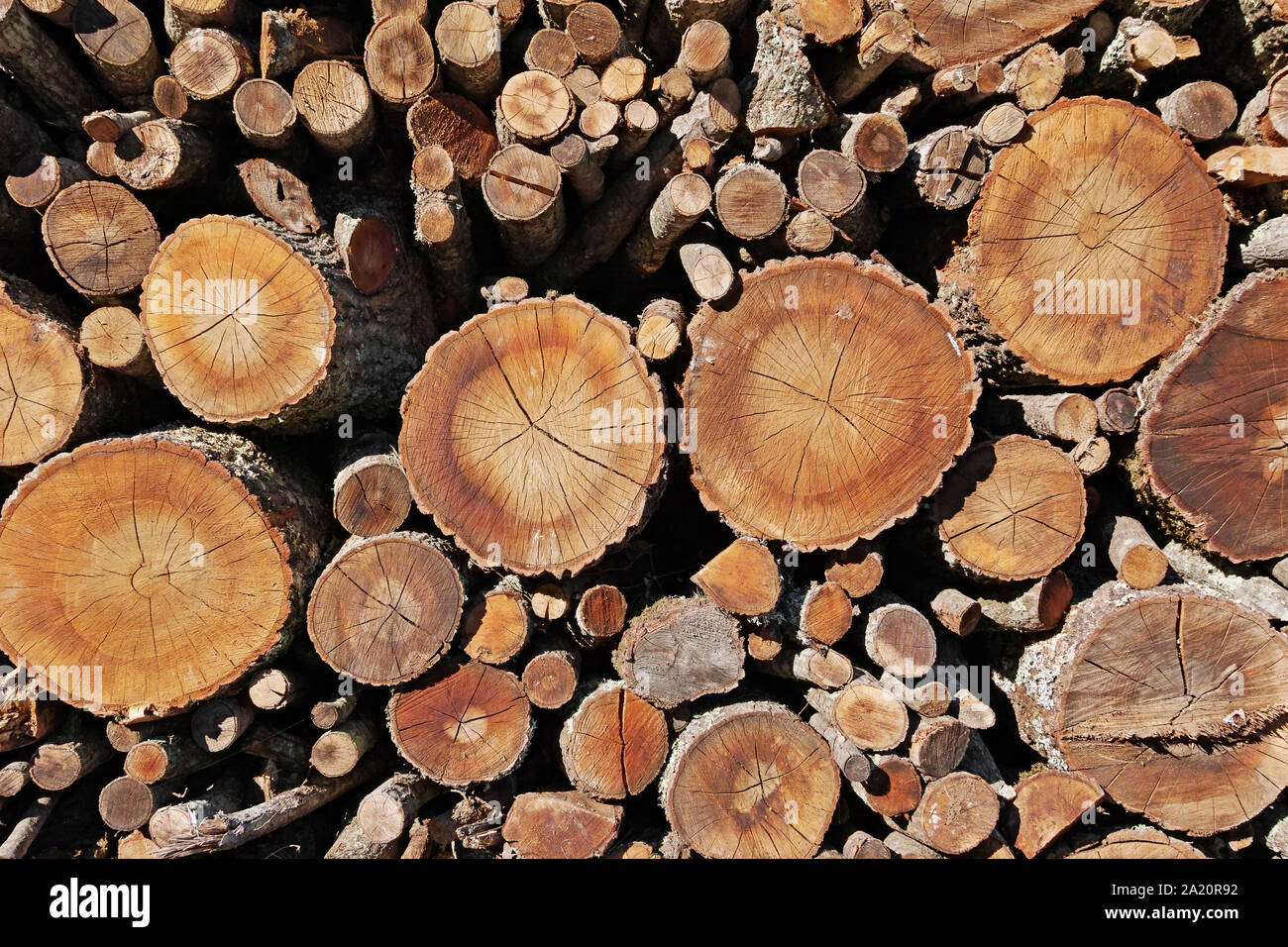 Les branches et les troncs de bois de différentes tailles et empilés Banque D'Images