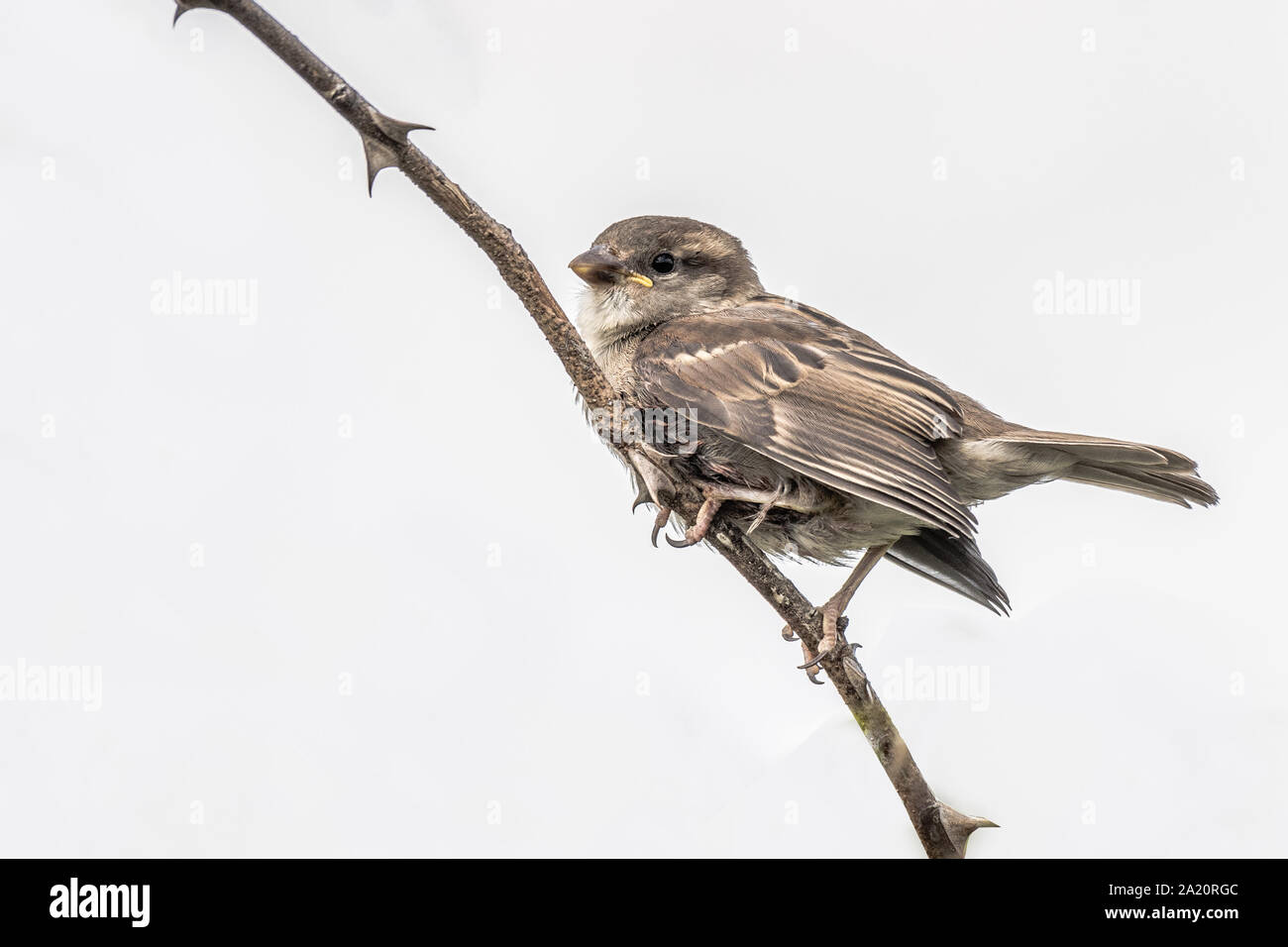 Un jeune sparrow est perché sur une branche à gauche isolé sur fond blanc Banque D'Images