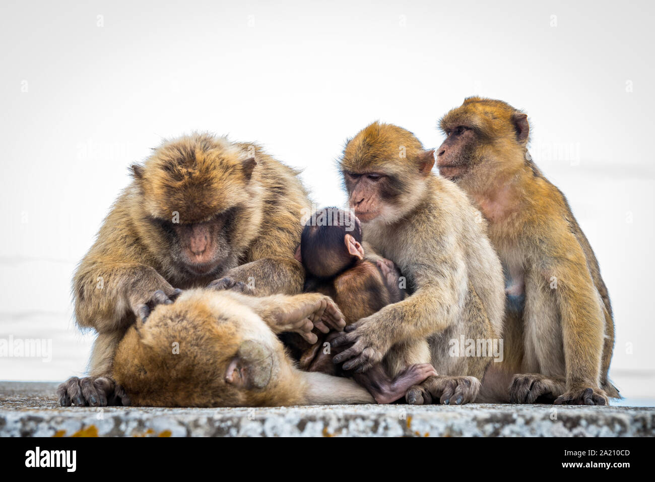 Les Macaques de Barbarie (Macaca sylvanus) sur le rocher de Gibraltar. Un touriste mettez en surbrillance, vous pouvez vous rapprocher de ces singes dans leur habitat naturel. Banque D'Images