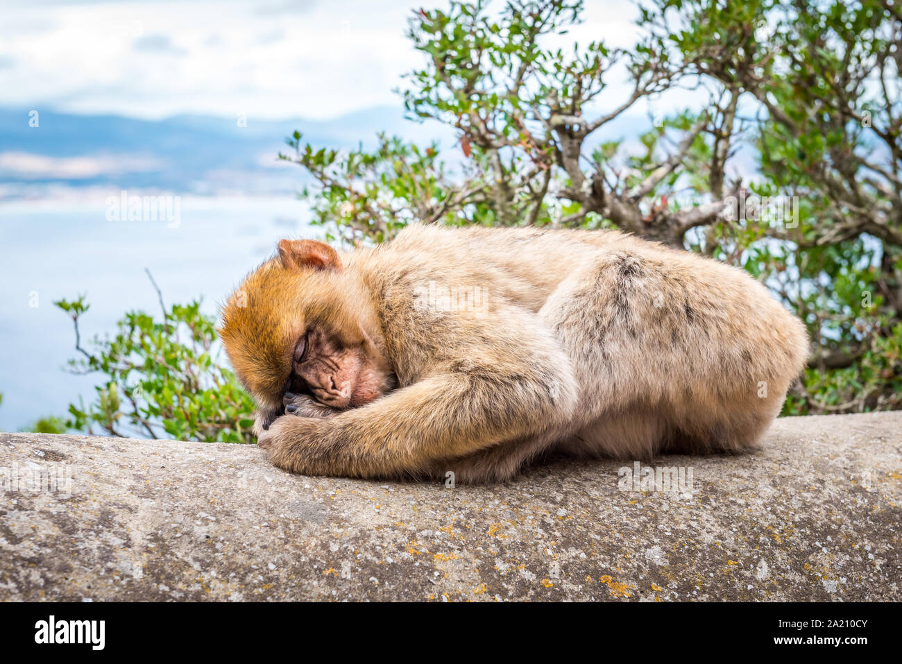 Les Macaques de Barbarie (Macaca sylvanus) sur le rocher de Gibraltar. Un touriste mettez en surbrillance, vous pouvez vous rapprocher de ces singes dans leur habitat naturel. Banque D'Images