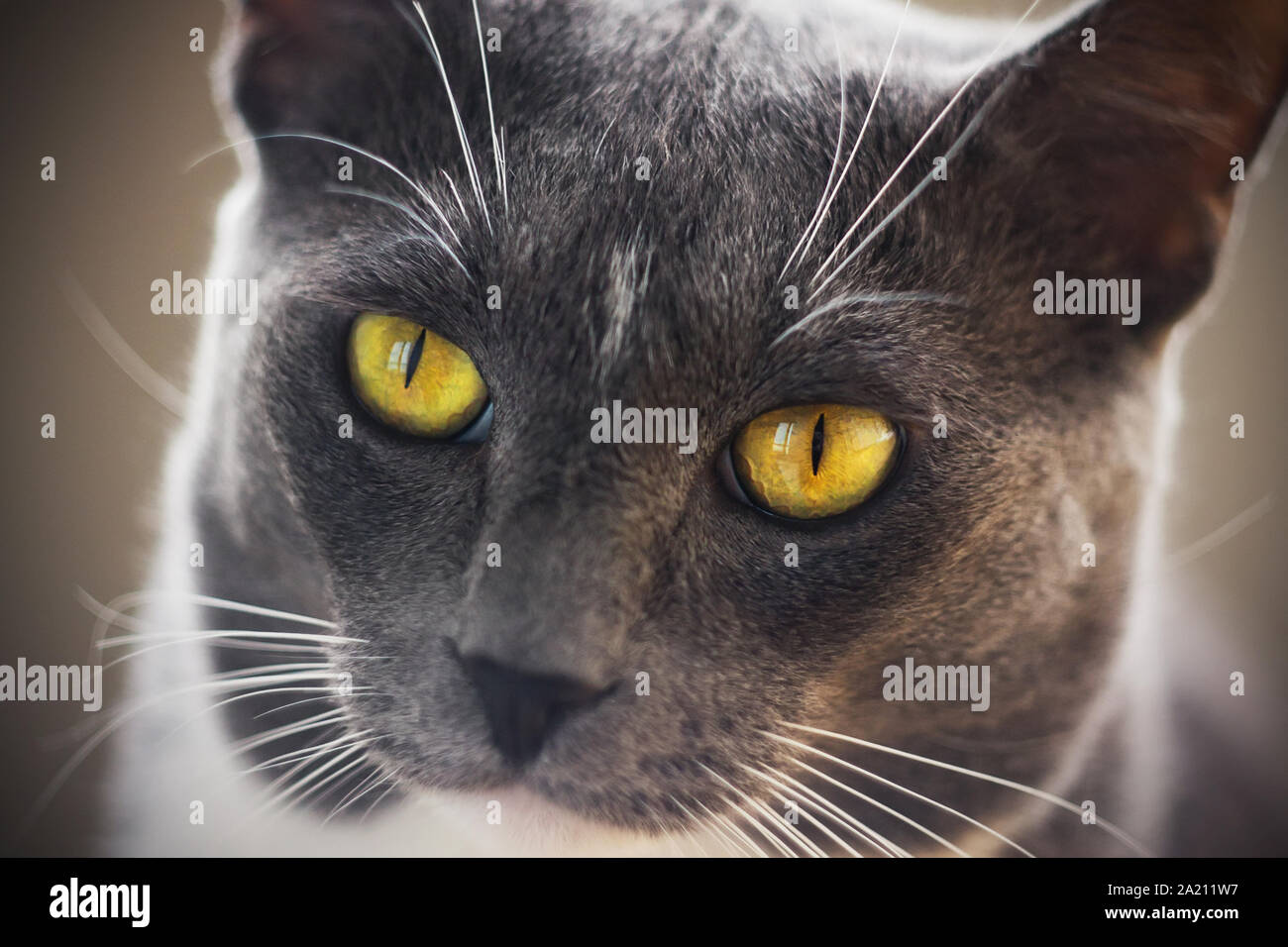 Portrait D Un Mignon Petit Chat A Poils Courts Gris Avec Une Tache Blanche Sur Le Front Et Les Yeux Jaune Vif Photo Stock Alamy
