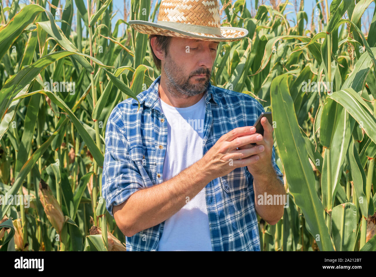 Farmer la messagerie texte sur téléphone mobile en champ de maïs le maïs, plan moyen de l'aide de l'agronome mâle smartphone pour envoyer des sms Banque D'Images