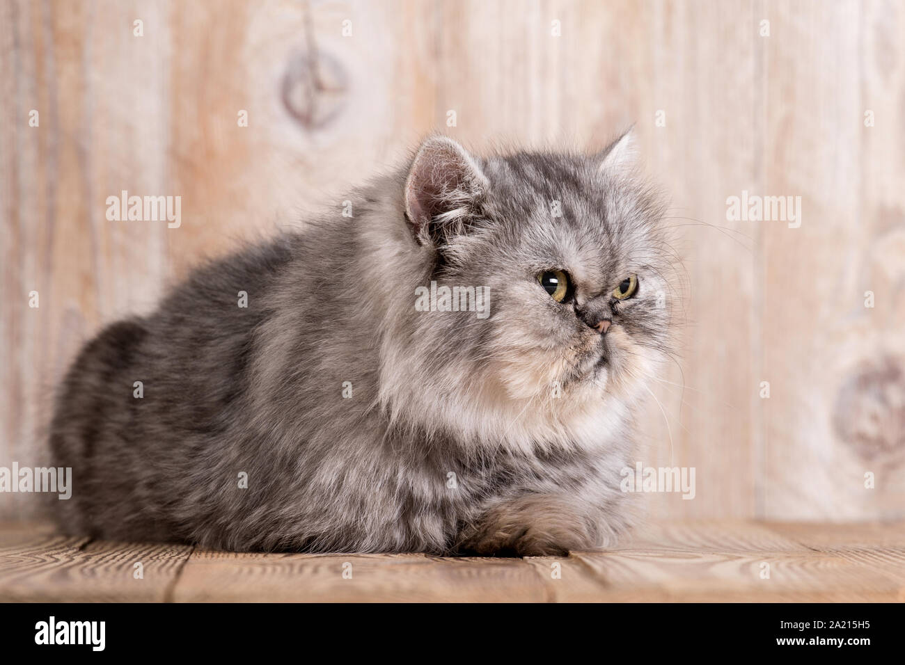 Chat Persan Gris Banque De Photographies Et D Images A Haute Resolution Alamy