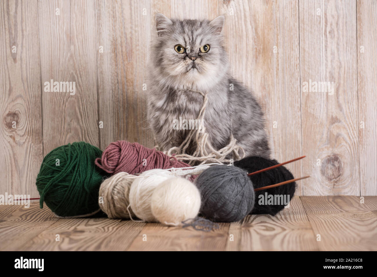 Chat Persan Gris Moelleux Avec Une Pelote De Laine Photo Stock Alamy