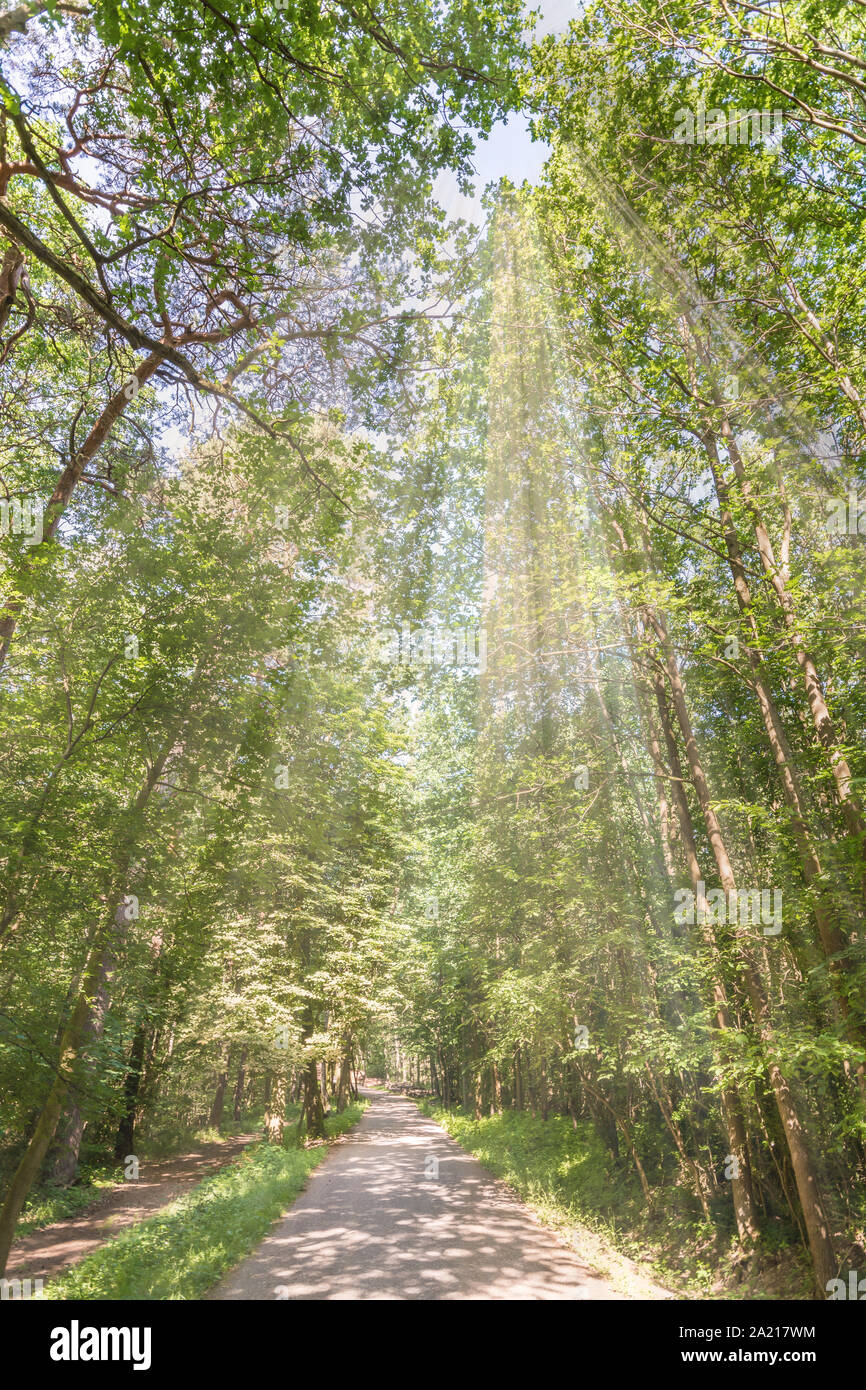 Détente dans la nature dans la forêt près de la ville Banque D'Images