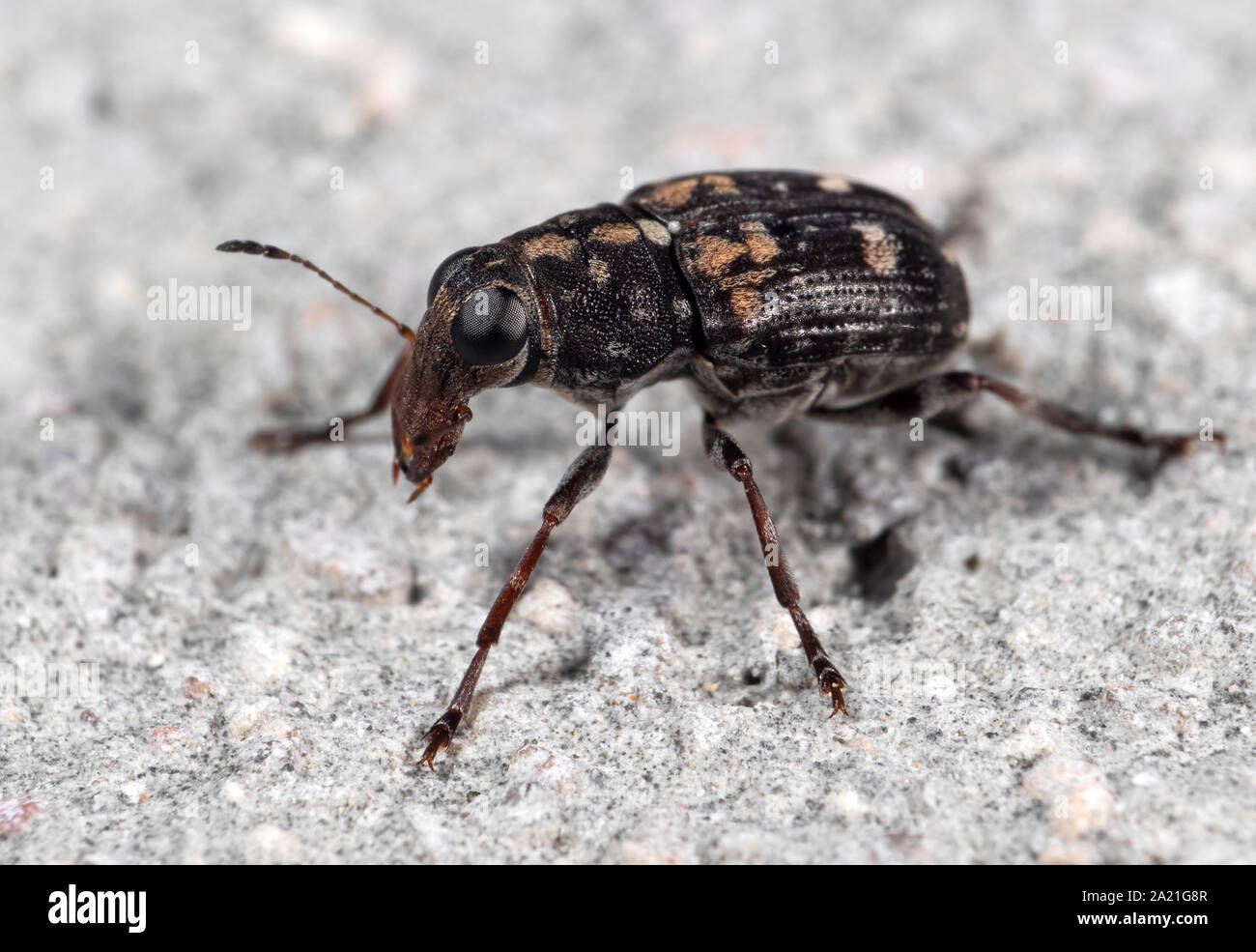 La macro photographie de coléoptère Charançon Charançon ou sur le plancher Banque D'Images