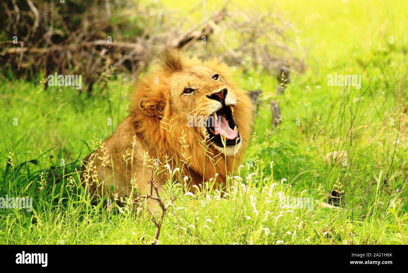 Lion donnant un bâillement paresseux Banque D'Images