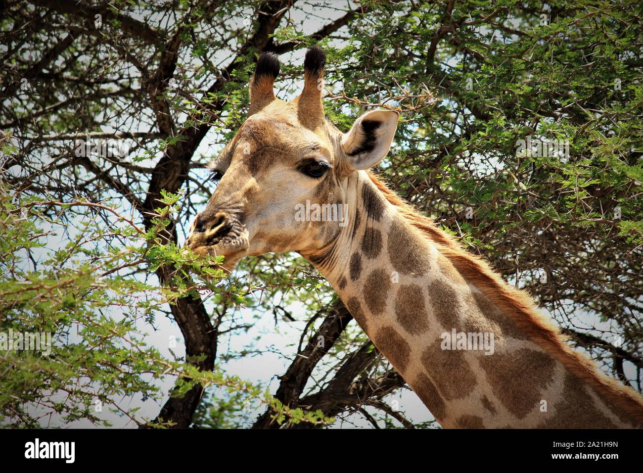 Girafe brouter sur une feuille Banque D'Images