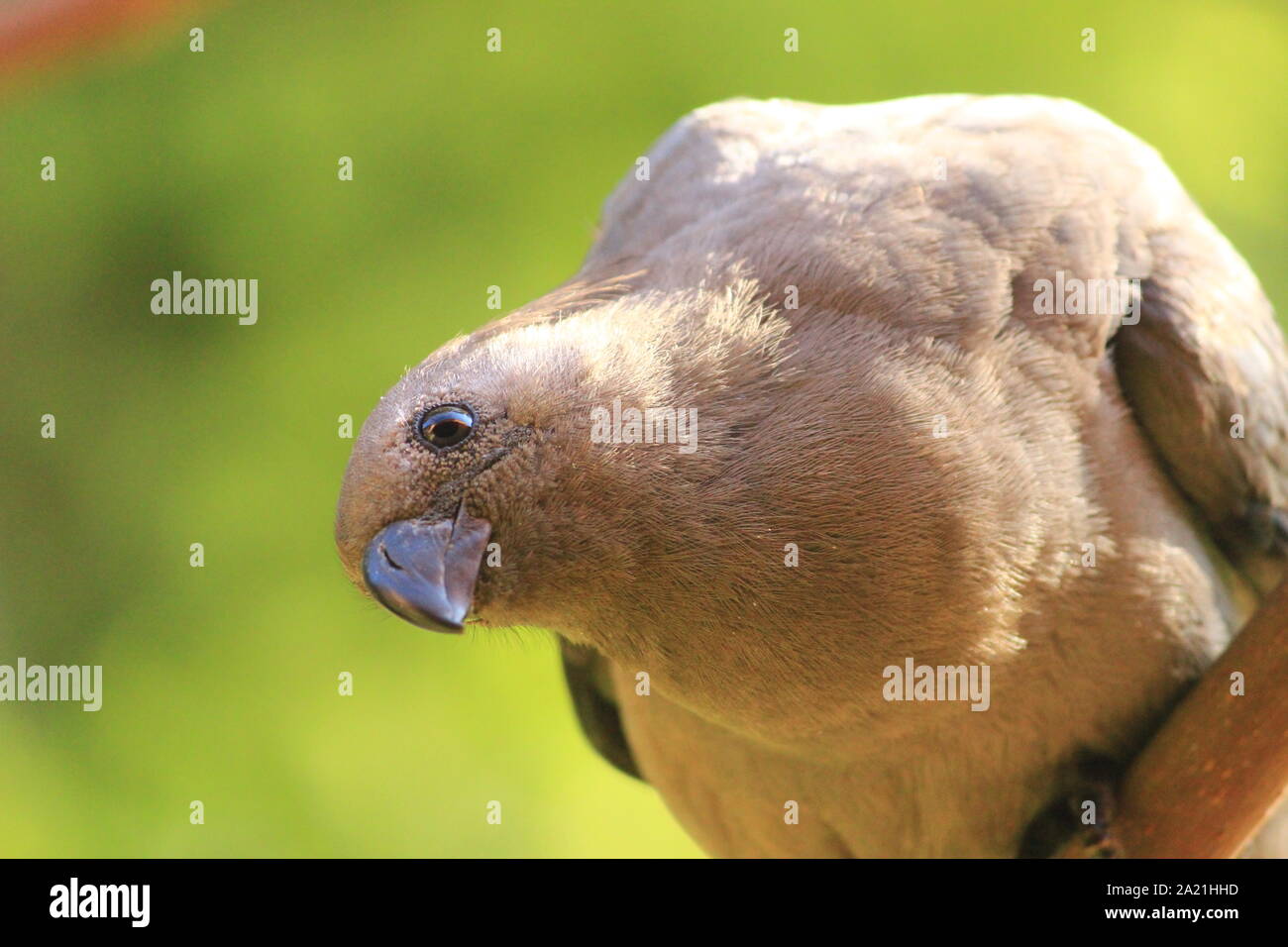Rendez-away bird en attente de son apple Banque D'Images
