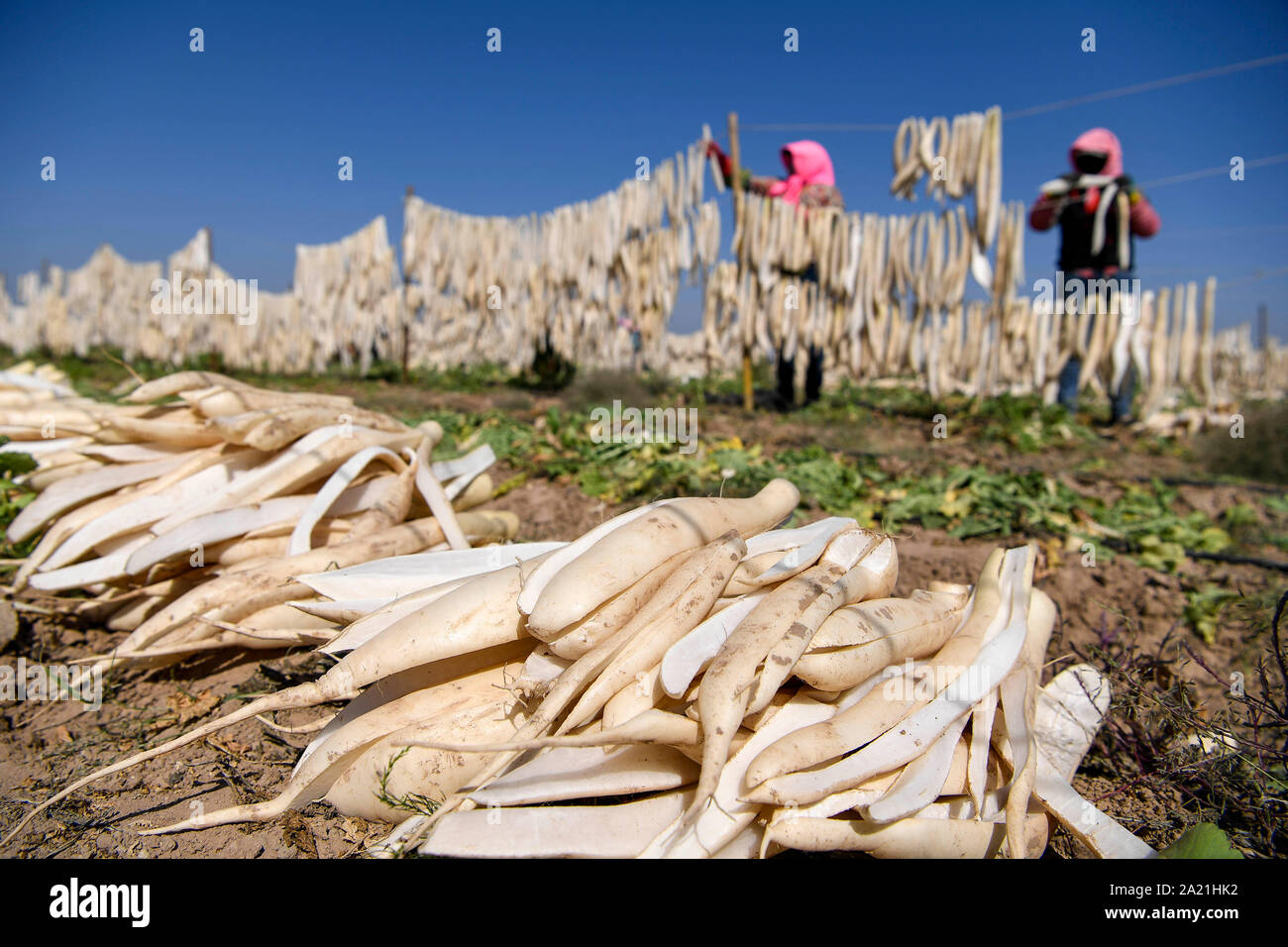 (190930) -- YINCHUAN, 30 septembre 2019 (Xinhua) -- Les agriculteurs préparer les radis récoltés pour le séchage à l'air lors d'une réinstallation dans la zone écologique Wuzhong, nord-ouest de la Chine, région autonome du Ningxia Hui, 30 Septembre, 2019. (Xinhua/Feng forestiers) Banque D'Images