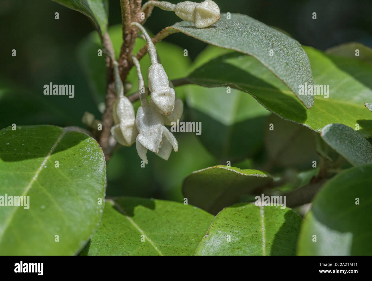 Fleurs / fleurs de l'hybride Oleaster Elaeagnus ebbingei également connu sous le nom d'Elaeagnus submacrophylla, en croissance sauvage dans les dunes de sable de la plage de Cornwall Banque D'Images