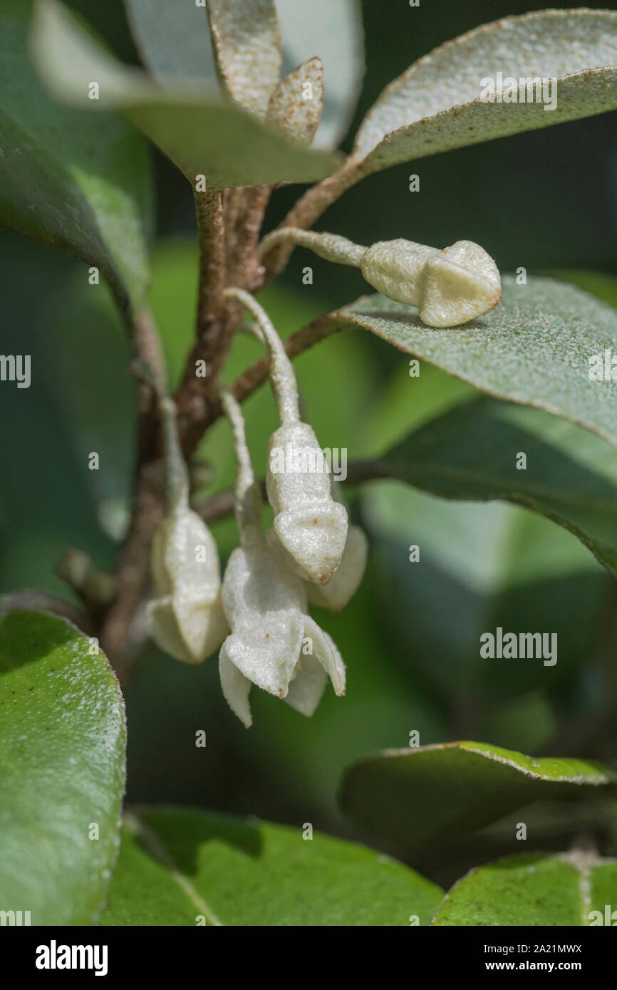 Fleurs / fleurs de l'hybride Oleaster Elaeagnus ebbingei également connu sous le nom d'Elaeagnus submacrophylla, en croissance sauvage dans les dunes de sable de la plage de Cornwall Banque D'Images