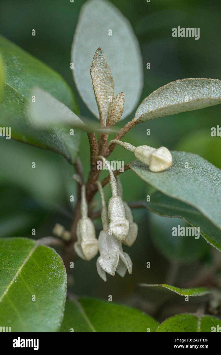 Fleurs / fleurs de l'hybride Oleaster Elaeagnus ebbingei également connu sous le nom d'Elaeagnus submacrophylla, en croissance sauvage dans les dunes de sable de la plage de Cornwall Banque D'Images