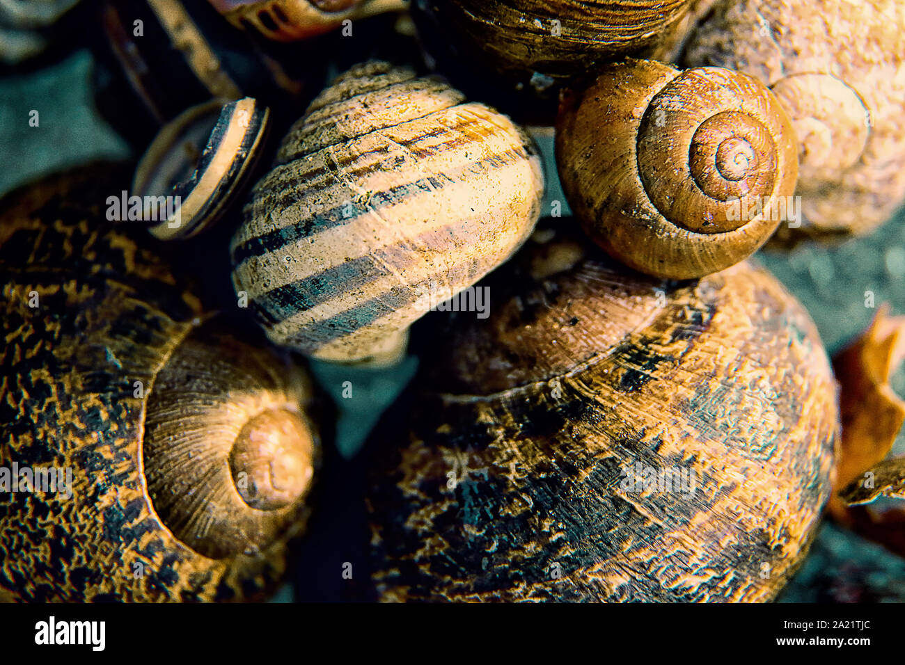 Coquilles d'escargots vides Banque de photographies et d’images à haute