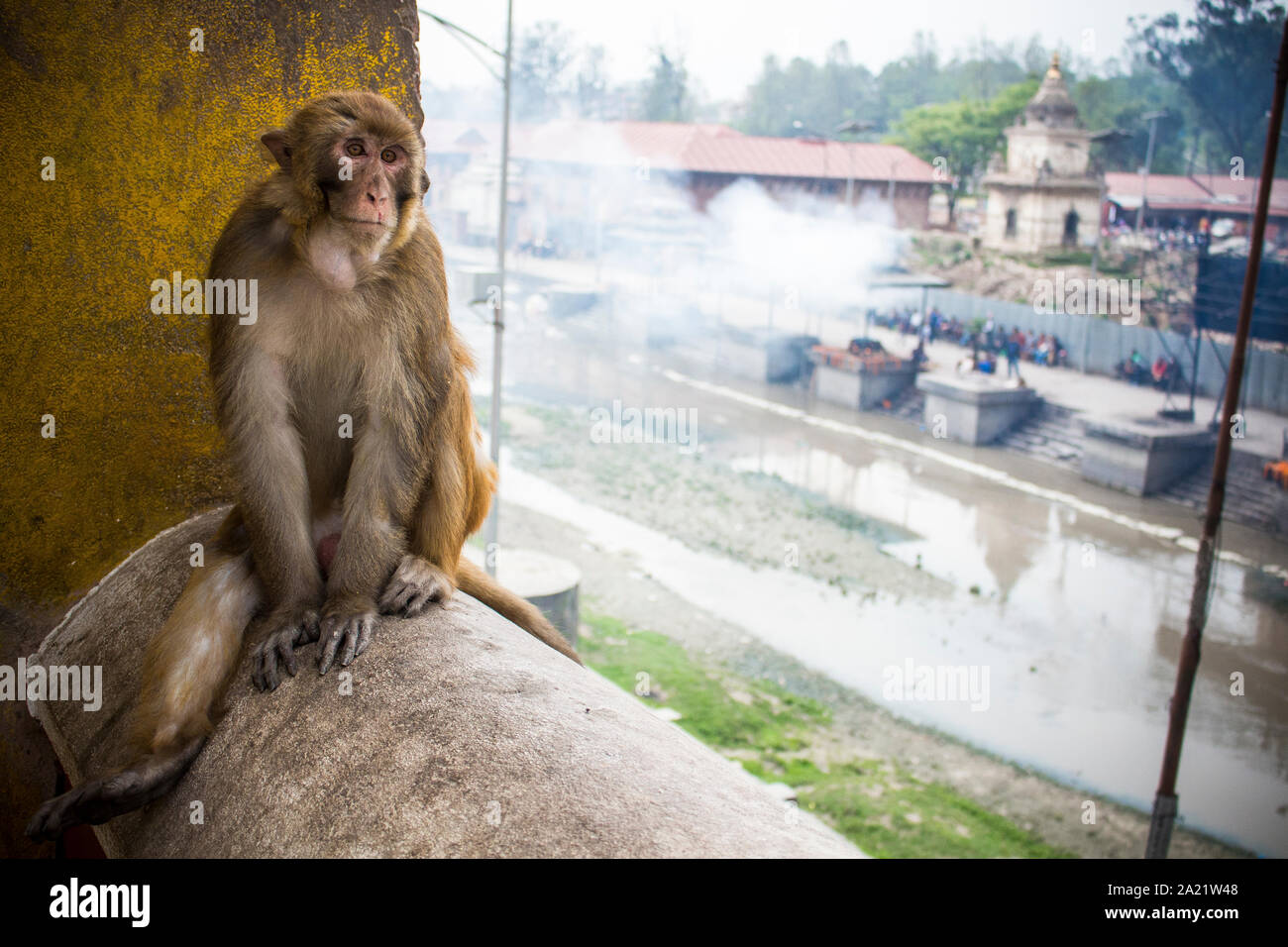 Singe à Pashupatinath Temple, Katmandou, Népal Banque D'Images