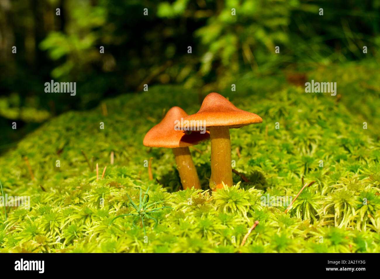 Deadly webcap (Cortinarius rubellus) champignons hautement toxiques. Banque D'Images