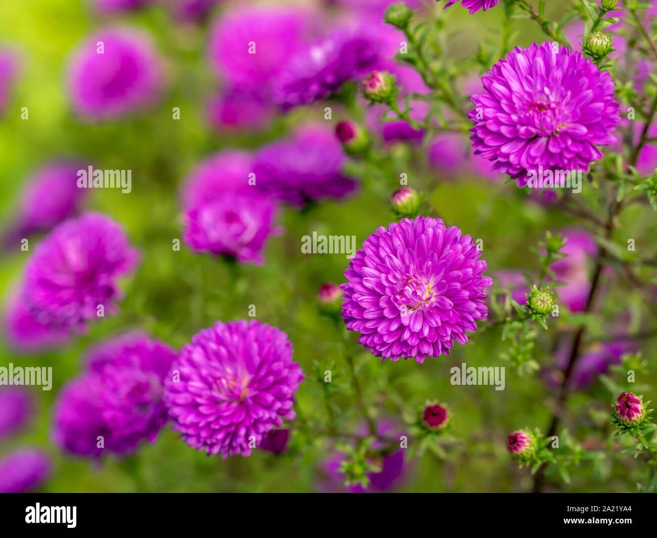 Aster alpinus lilas fleurs en croissance dans le jardin Banque D'Images